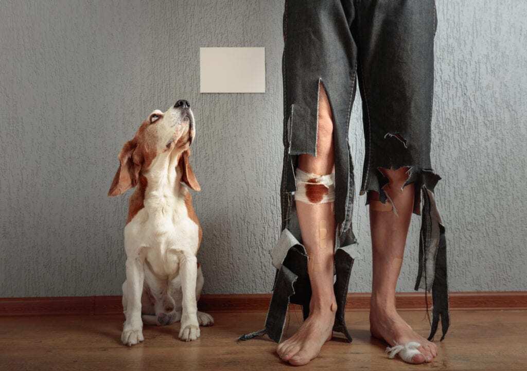 Dog Bites